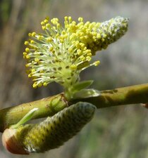 Salix sp. flower